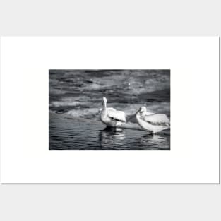 Early Morning American White Pelicans in Black and White by Debra Martz Posters and Art